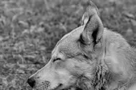 dog 6